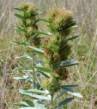 Lespedeza capitata